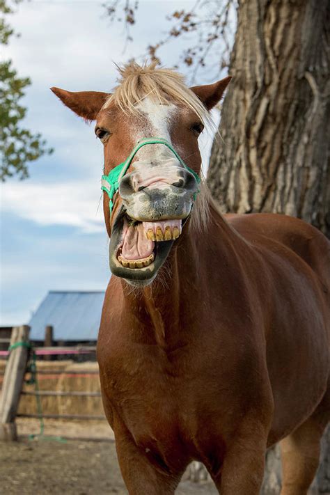 funny horse images|funny horse face images.